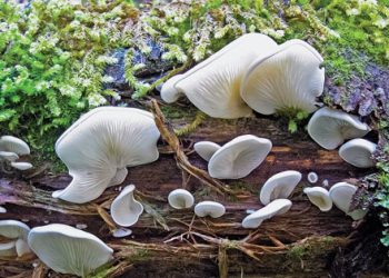 Angel's Wings (Clitocybe dealbata)