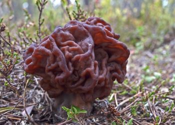 False Morel (Gyromitra esculenta)