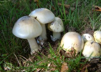 Destroying Angels (Amanita species)