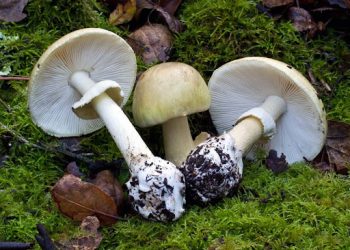 Death Cap (Amanita phalloides)